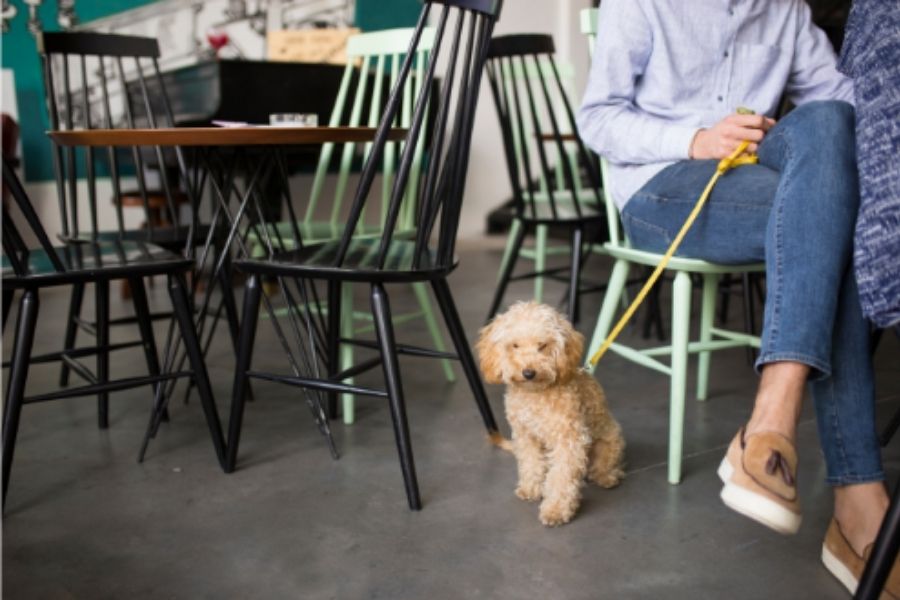 Entenda a nova tendência de estabelecimentos Pet-friendly